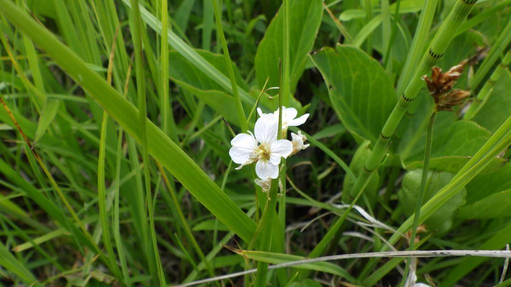 בית הארחה Hokkaido 	Kiritappuri מראה חיצוני תמונה